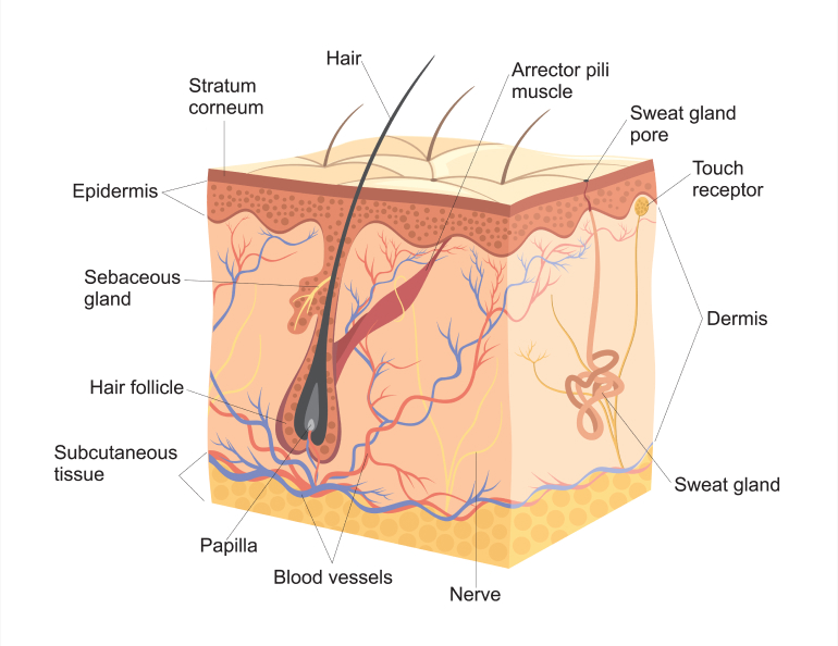 Skin Illustration