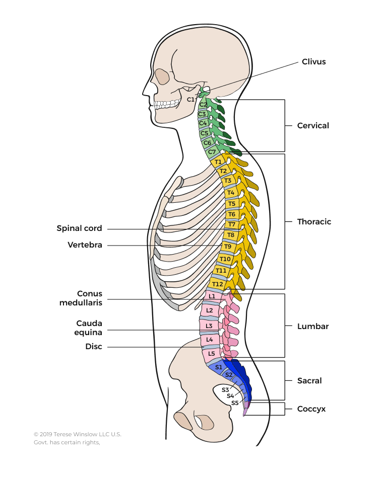 Spine Illustration