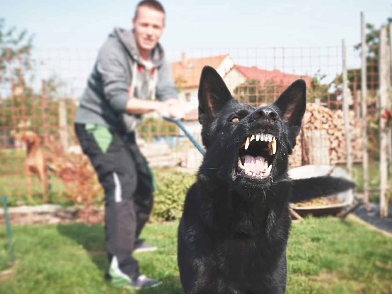 Aggressive dog out of control