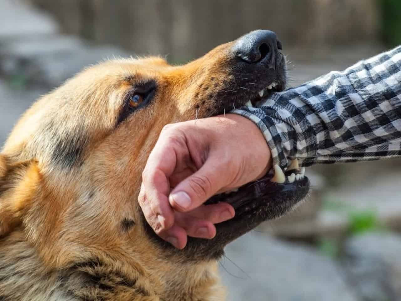Dog biting a mans arm