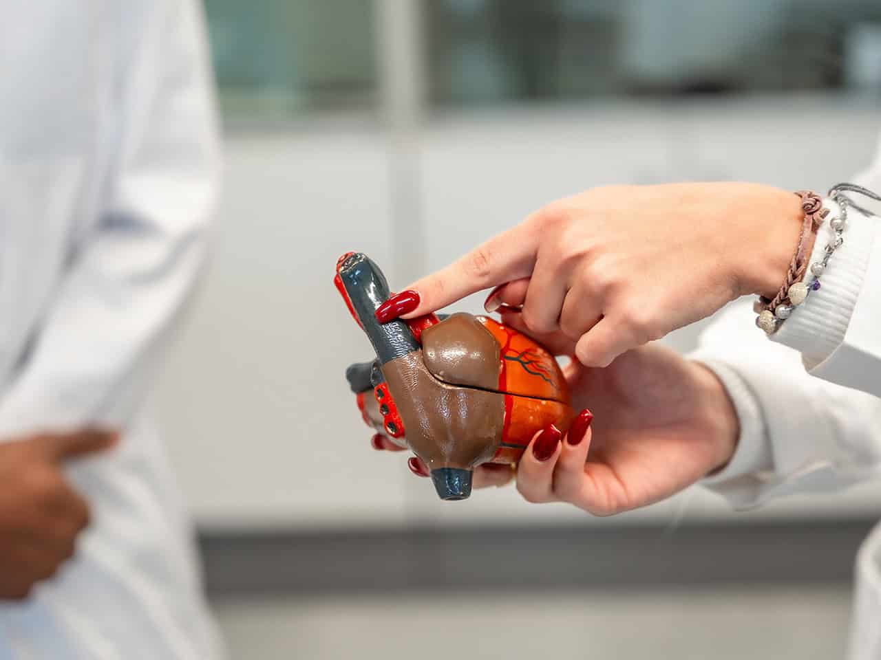 Medical staff holding a model of heart