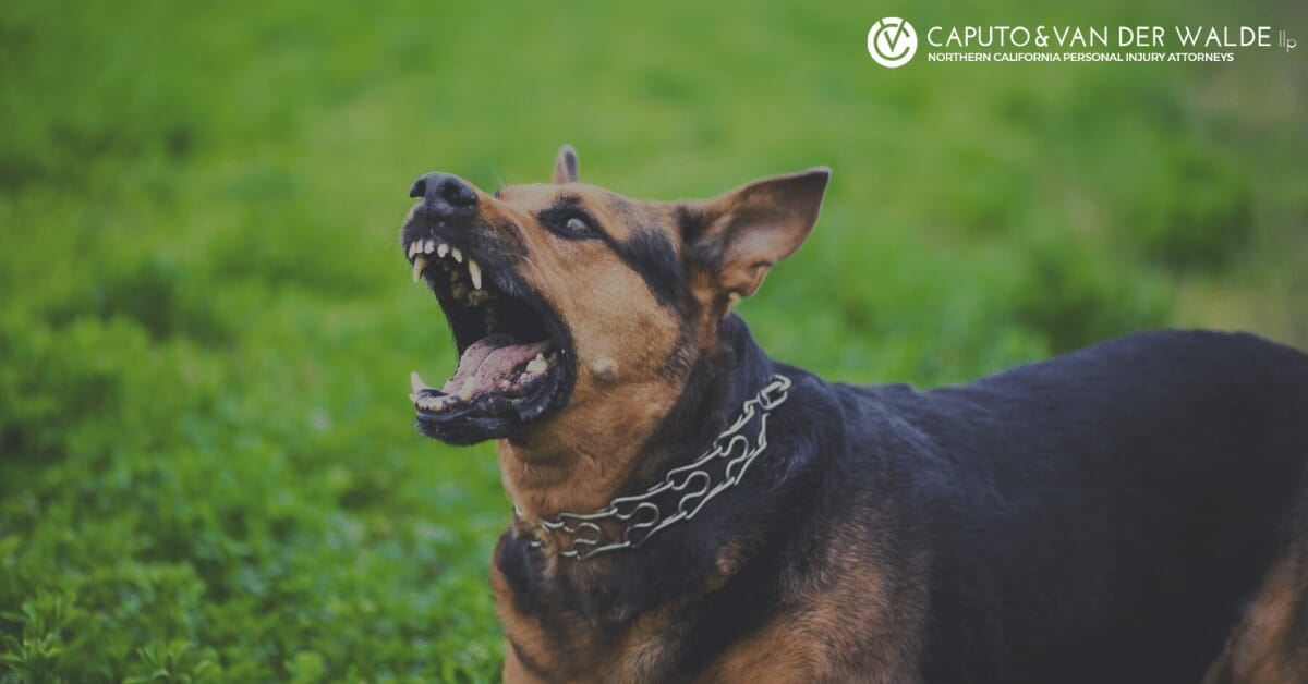 Dog barking