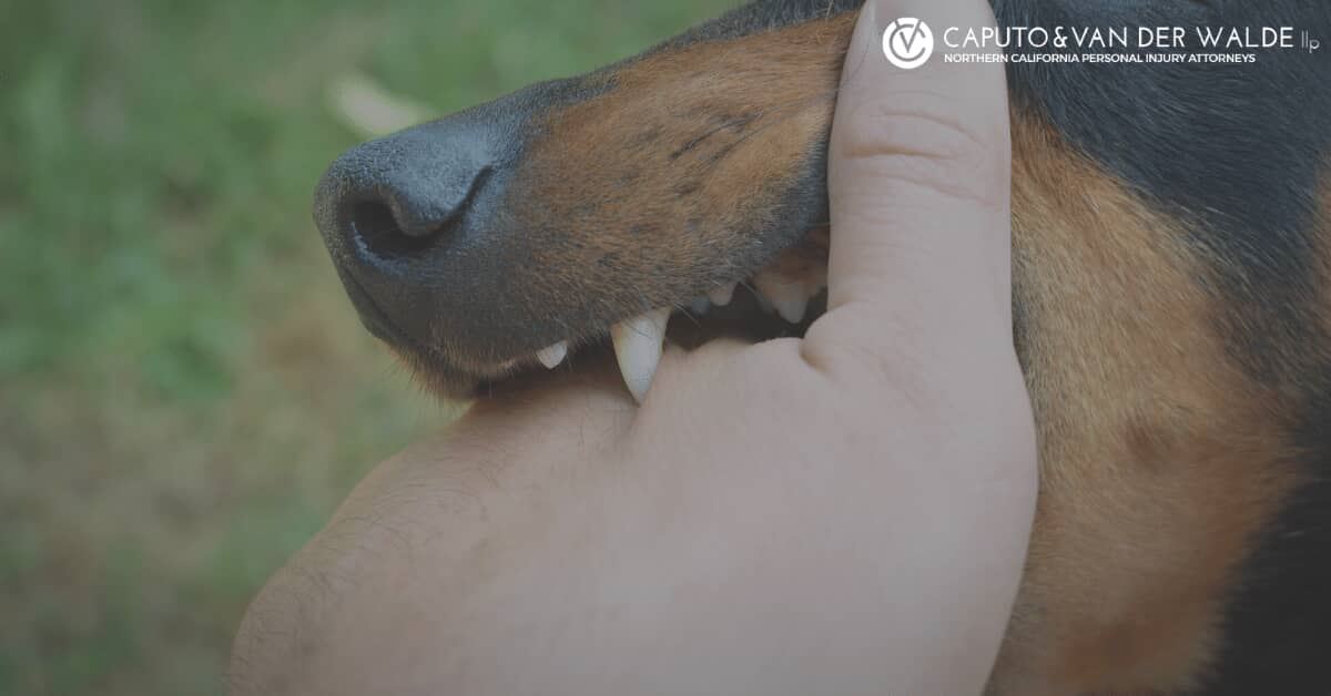 Dog biting person s hand