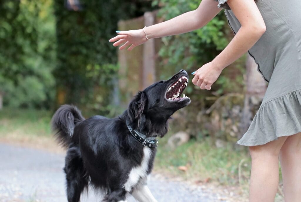 Dog tries to bite a person