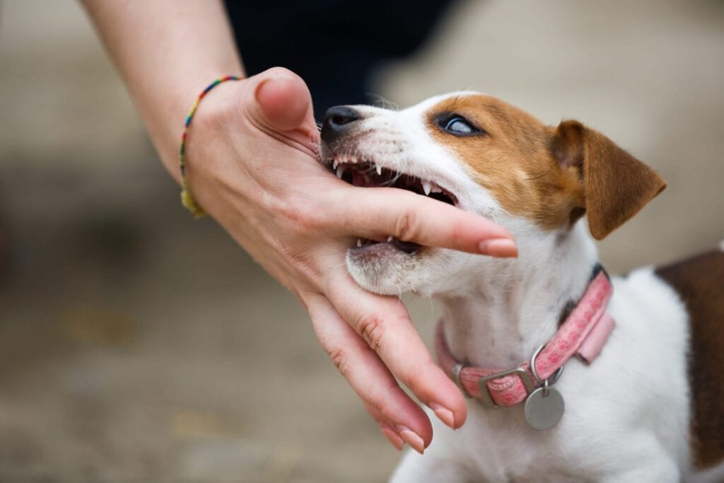 Dog biting hand of a person